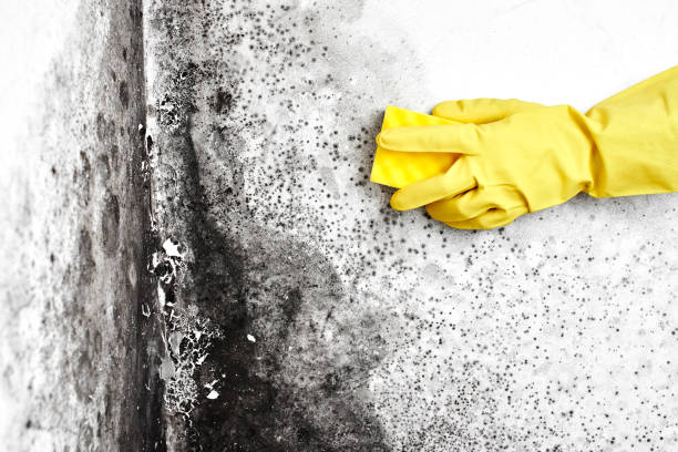 Best Mold Remediation for Healthcare Facilities  in South Pekin, IL