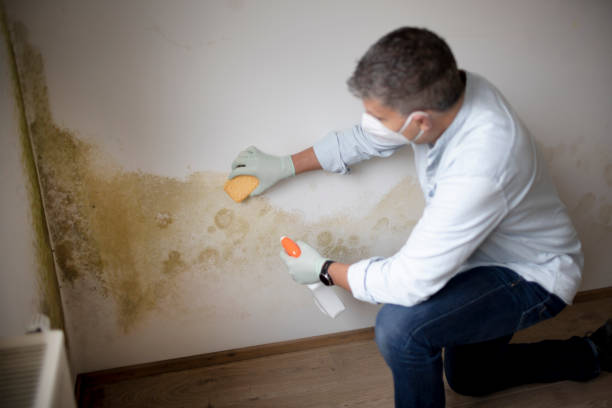 Environmental Consulting for Mold Prevention in South Pekin, IL