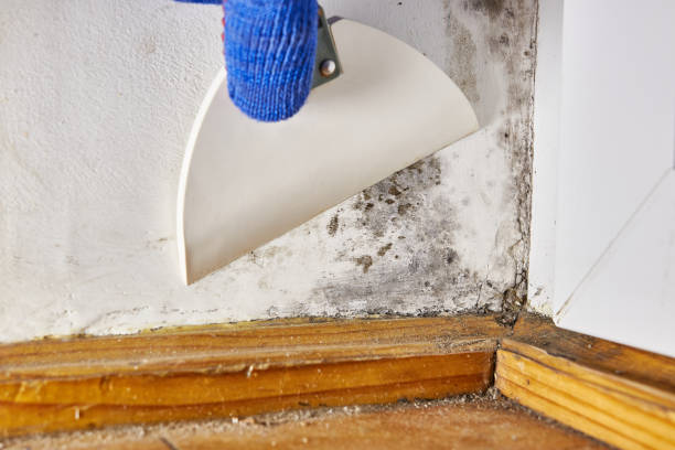 South Pekin, IL Mold Removal Company