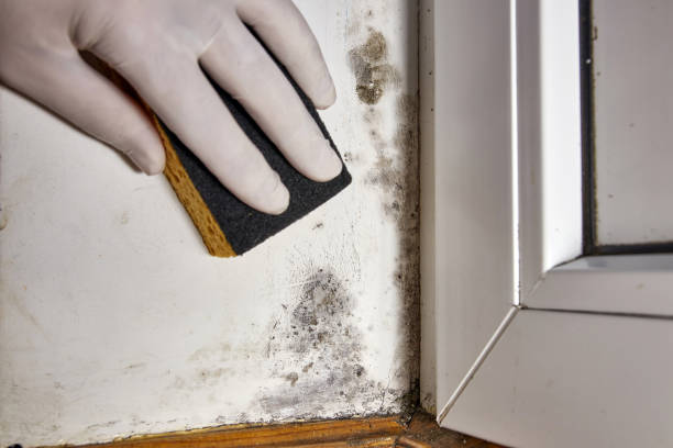 Mold Removal for HVAC Installations in South Pekin, IL